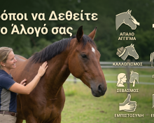 7 τροποι να δεθείτε με αλογο σας