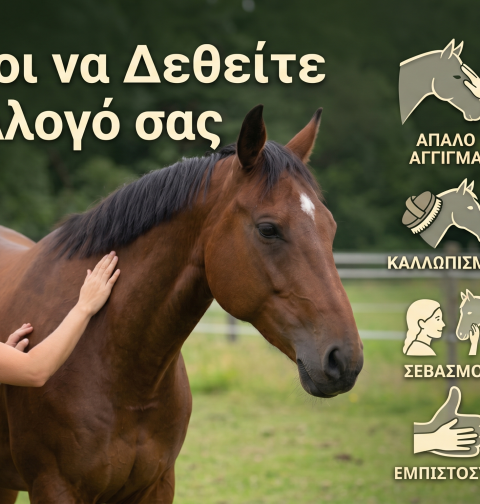 7 τροποι να δεθείτε με αλογο σας