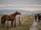 Άγχος Αποχωρισμού στα Άλογα