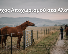 Άγχος Αποχωρισμού στα Άλογα