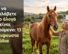 Πώς να καταλάβετε αν το άλογό σας είναι χαρούμενο- 13 αδιάψευστα σημάδια cover image αρθρου