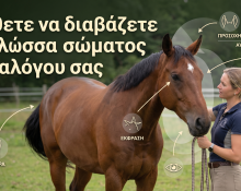 μαθετε να διαβασεται τη γλωσσα σωματος του αλογου