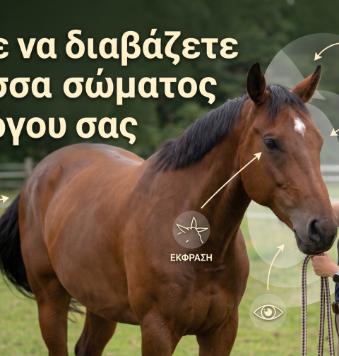 μαθετε να διαβασεται τη γλωσσα σωματος του αλογου